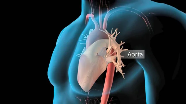 Human Circulatory System Heart Beat Anatomy Render Concept — Stock Photo, Image