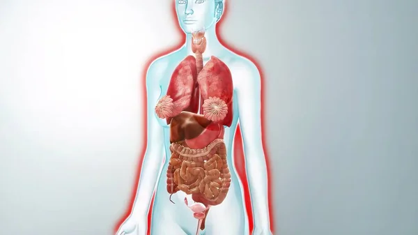 Anatomia Órgãos Internos Humanos Para Ilustração Médica Conceito — Fotografia de Stock