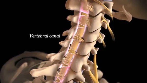 Human Spine Nerve Roots Render — Stock Photo, Image