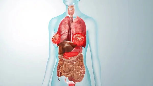 アニメーション化された透明な女性臓器 — ストック写真