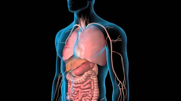 Людська Циркуляційна Система Heart Beat Anatomy Render Concept Тривимірний — стокове фото