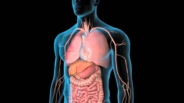 Human Circulatory System Heart Beat Anatomy Render Concept — Stockfoto