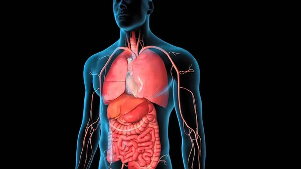 Ludzki Układ Krążenia Pokonanie Serca Anatomia Render Concept — Zdjęcie stockowe