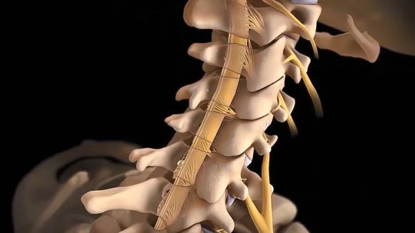 Human Spine Nerve Roots Render — Stock Photo, Image