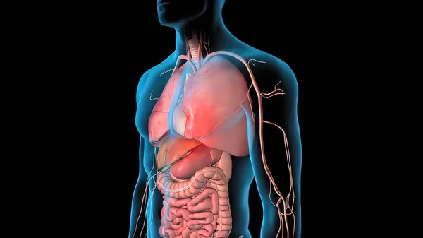 Sistema Circulatorio Humano Anatomía Del Latido Del Corazón Render Concept — Foto de Stock