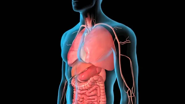 Sistema Circulatorio Humano Anatomía Del Latido Del Corazón Render Concept — Foto de Stock