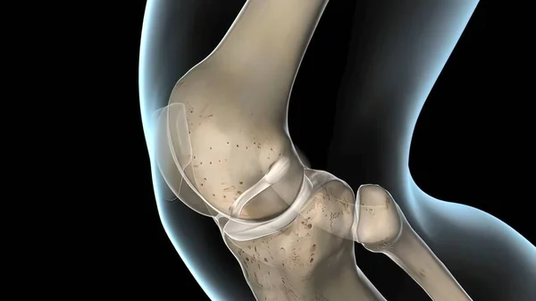 Ligamento Cruzado Anterior Articulação Joelho Render — Fotografia de Stock