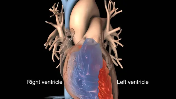 心脏节律3D渲染的干扰与扩展 — 图库照片
