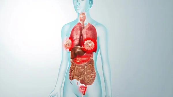 Tıbbi Konsept Boyutlu Illüstrasyon Için Insan Organları Anatomisi — Stok fotoğraf