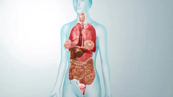 Órganos Internos Humanos Anatomía Para Concepto Médico Ilustración — Foto de Stock