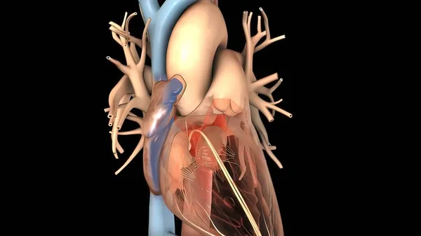心臓のリズムの混乱と拡大3Dレンダリング — ストック写真