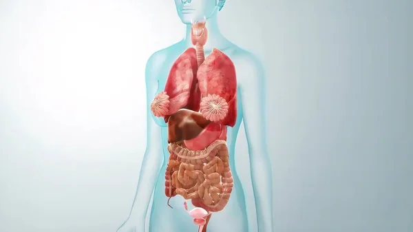 Menselijke Inwendige Organen Anatomie Voor Medisch Concept Illustratie — Stockfoto