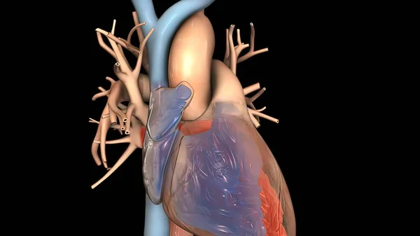 Nodo Sinoauricular Sistema Cardiovascular Render —  Fotos de Stock