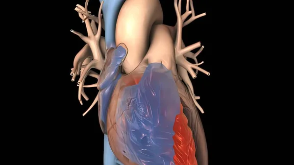 心臓のリズムの混乱と拡大3Dレンダリング — ストック写真