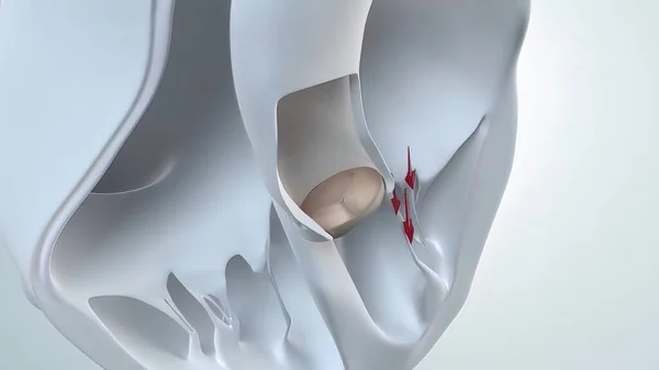 The aortic valve is a valve in the human heart between the left ventricle and the aorta. It is one of the two semilunar valves of the heart, the other being the pulmonary valve. 3D Render