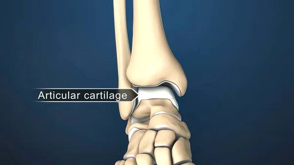 Articular cartilage is the smooth, white tissue that covers the ends of bones where they come together to form joints. 3D Render