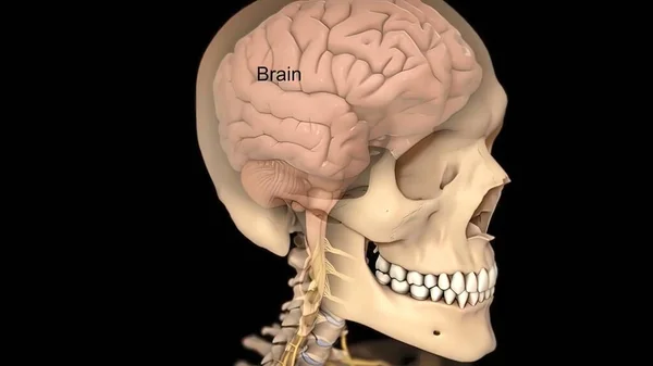 Model Lidského Mozku Externího Černém Podkladu — Stock fotografie