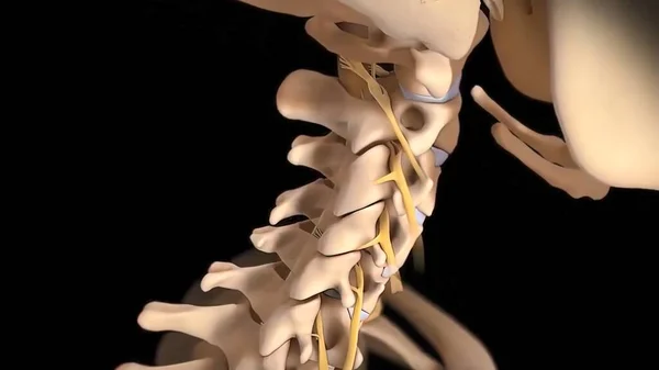 Human spine with nerve roots. 3D Render