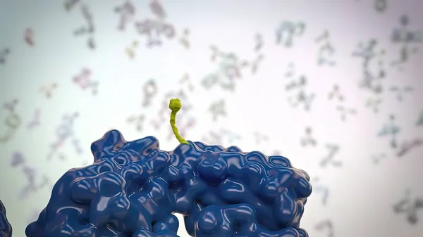Los Anticuerpos Son Proteínas Producidas Por Sistema Inmunitario Para Combatir —  Fotos de Stock