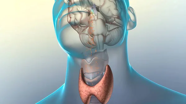 脑内激素释放3D渲染 — 图库照片