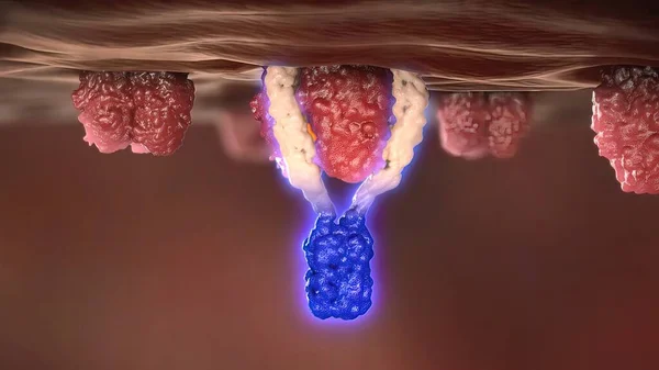 Células Estão Envolvidas Imunidade Mediada Por Células Enquanto Células São — Fotografia de Stock