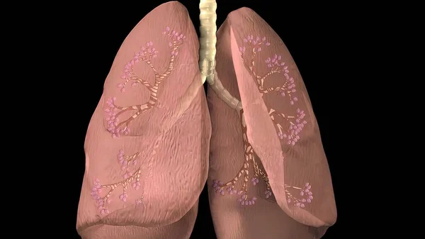 Pulmones Humanos Con Bronquios Malla Modelo Looping Movimiento Animado Render —  Fotos de Stock