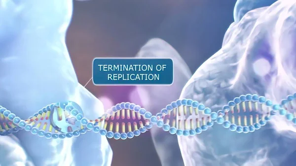 Human placentas contain a specific inhibitor of RNA-directed DNA polymerase 3D Render