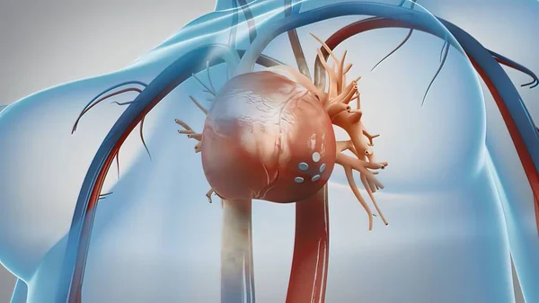 Human heart 3d illustration, Blood flow through the heart Human heart anatomy pumping blood through the cardiovascular system.