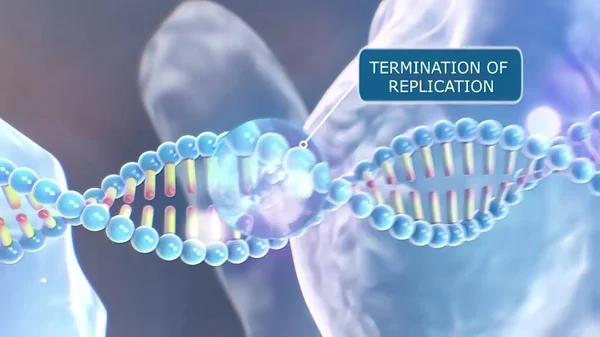 Human placentas contain a specific inhibitor of RNA-directed DNA polymerase 3D Render