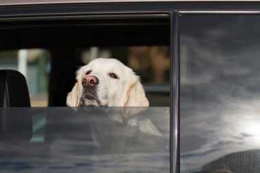 köpek arabanın vitrininde