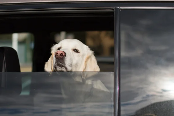 Dog in car window — Stock Photo, Image