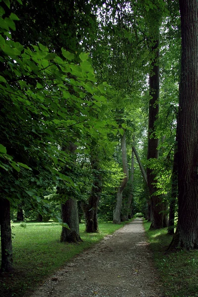 Peaceful park in spring — Stock Photo, Image