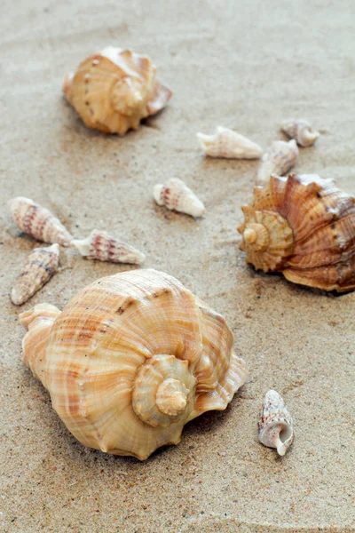 Composition of sea cockleshells on sand — Stock Photo, Image