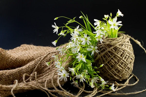 White spring flowers — Stock Photo, Image