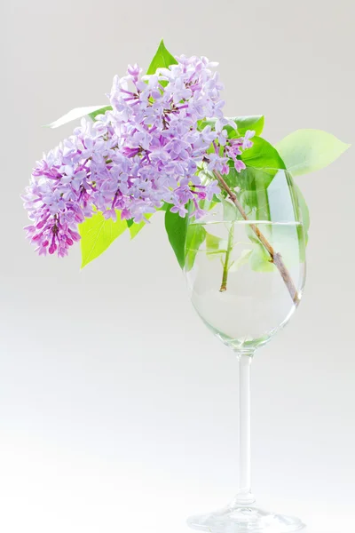 Still life with a lilac branch in a glass — Stock Photo, Image