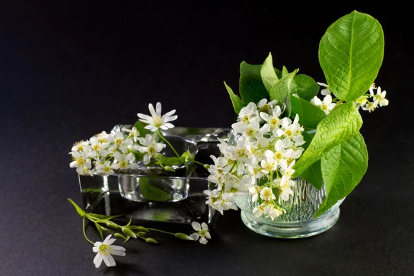 White spring flowers — Stock Photo, Image