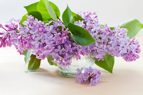 Beautiful lilac flowers — Stock Photo, Image