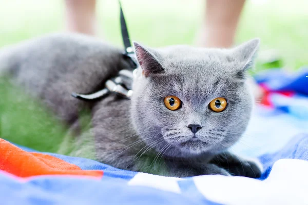 Gray cat with orange eyes — Stock Photo, Image