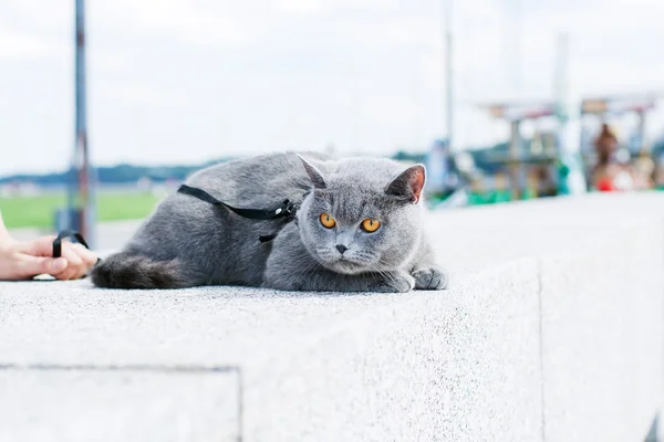 Szary kot z pomarańczowymi oczami — Zdjęcie stockowe