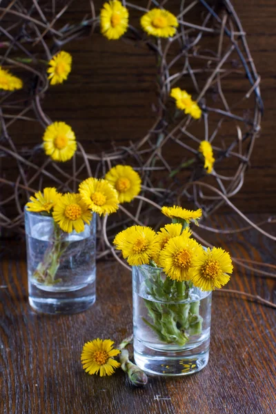 First spring yellow flowers — Stock Photo, Image