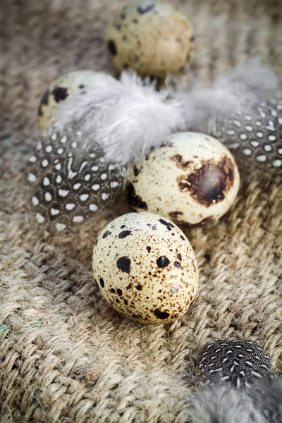 Quail eggs and feathers — Stock Photo, Image