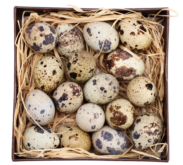 Quail eggs in a box — Stock Photo, Image