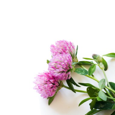 Kırmızı yonca çiçeği.