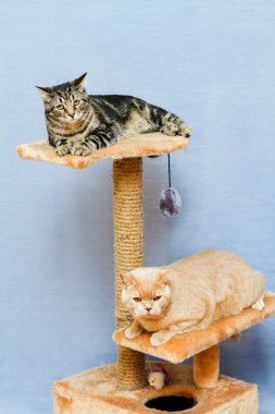 iki kedi kedi kule üzerinde oturur