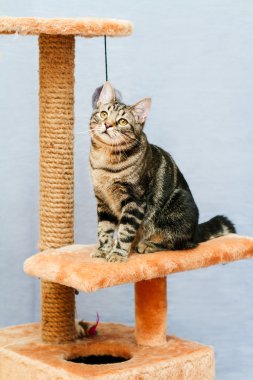 tekir kedi kedi kule üzerinde oturur 