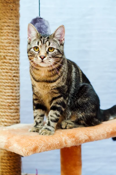 Tabby cat sits on a cat tower — Stock Photo, Image