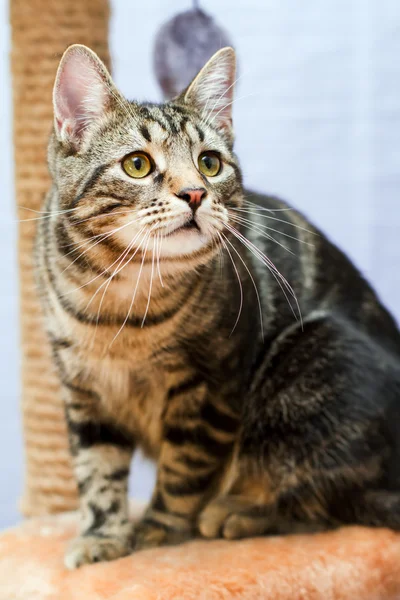 Tabby cat sits on a cat tower — Stock Photo, Image