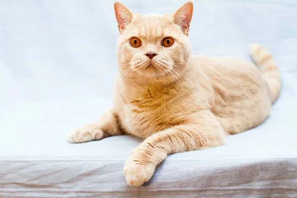 Beige british cat — Stock Photo, Image