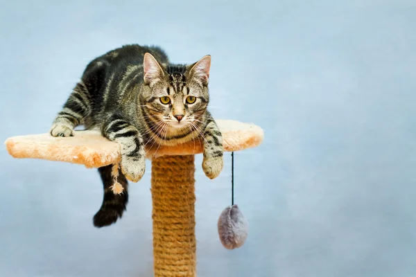 Cyperse kat zit op een toren — Stockfoto