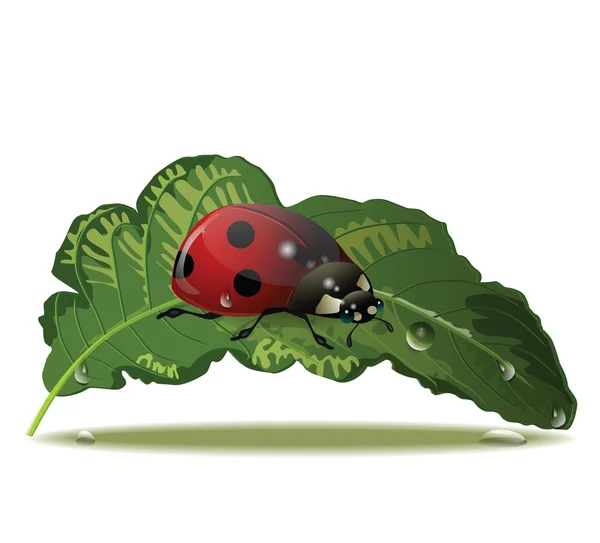 Coccinella — Vettoriale Stock